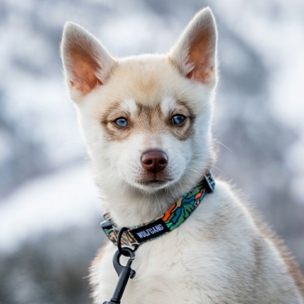 画像11: 【首輪】WOLF GANG /Wild Wolf COLLAR (11)