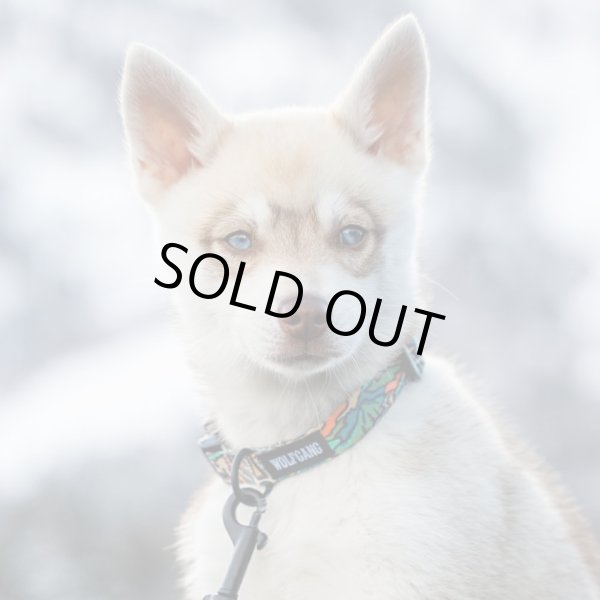 画像11: 【首輪】WOLF GANG /Wild Wolf COLLAR (11)