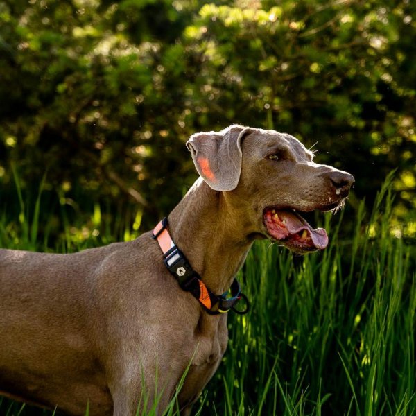 画像11: 【リード】WOLF GANG /Bone Yard LEASH (11)