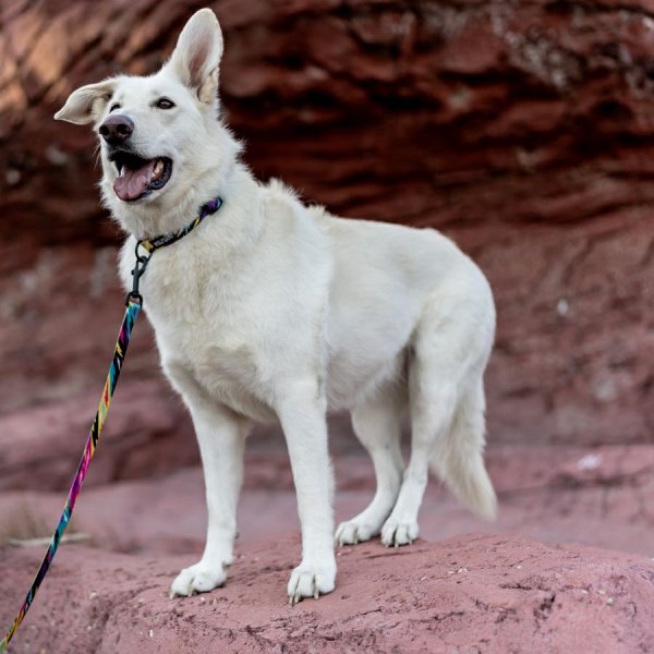 画像16: 【リード】WOLF GANG /Fuzzy Tails LEASH (16)