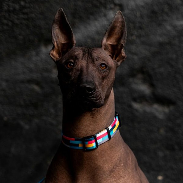 画像4: 【リード】WOLF GANG /Mix Tape LEASH (4)