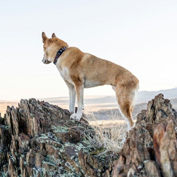 画像15: 【リード】WOLF GANG /Sand Flats LEASH (15)