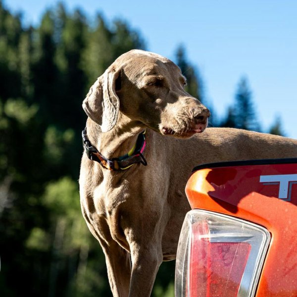 画像8: 【リード】WOLF GANG /Bone Yard LEASH (8)