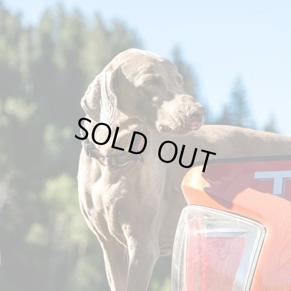 画像11: 【首輪】WOLF GANG /Bone Yard COLLAR (11)