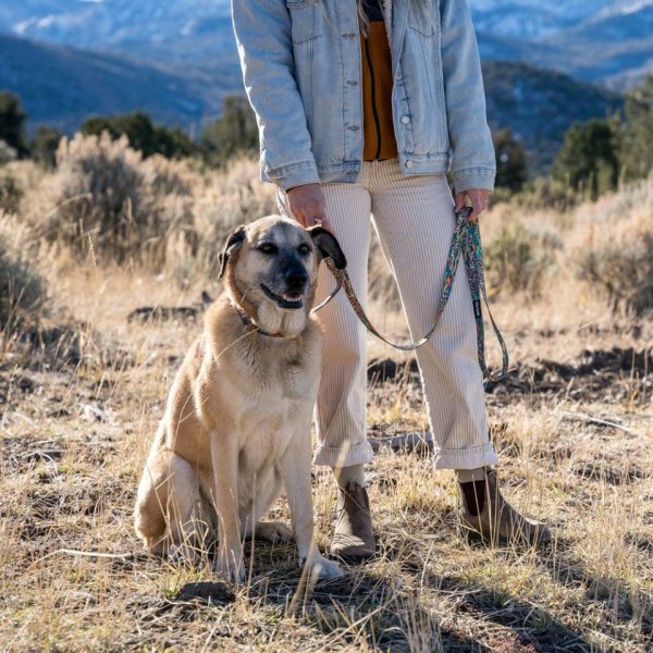 画像24: 【首輪】WOLF GANG /Wild Wolf COLLAR (24)