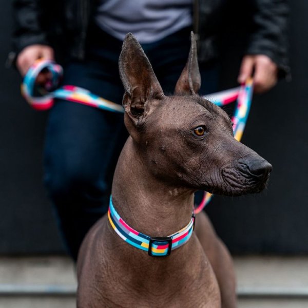 画像21: 【リード】WOLF GANG /Mix Tape LEASH (21)