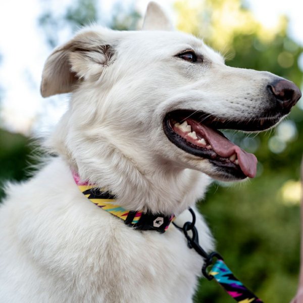 画像18: 【リード】WOLF GANG /Fuzzy Tails LEASH (18)