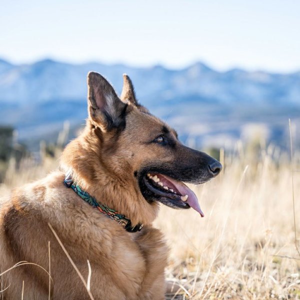 画像16: 【首輪】WOLF GANG /Wild Wolf COLLAR (16)