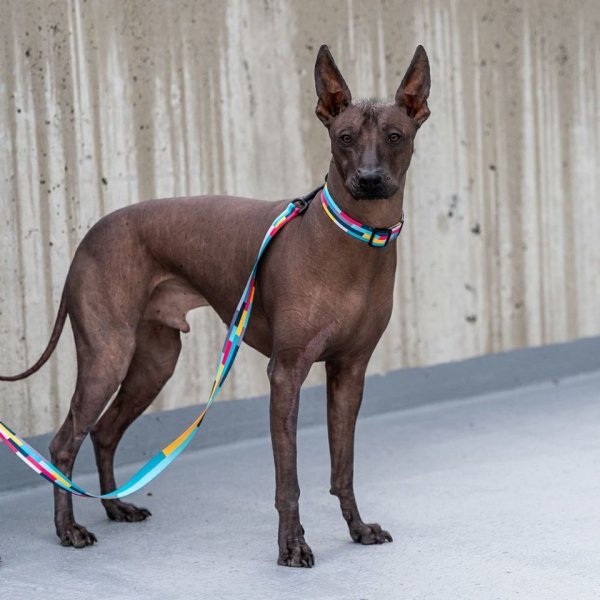 画像31: 【リード】WOLF GANG /Mix Tape LEASH (31)