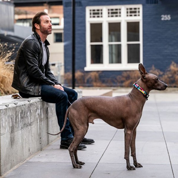 画像22: 【リード】WOLF GANG /Mix Tape LEASH (22)