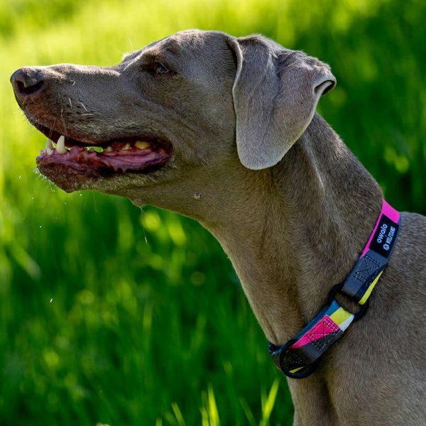 画像9: 【リード】WOLF GANG /Bone Yard LEASH (9)