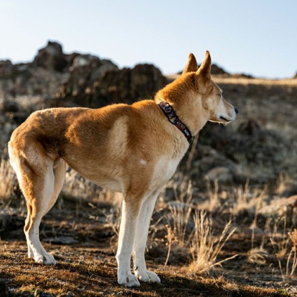 画像20: 【リード】WOLF GANG /Sand Flats LEASH (20)