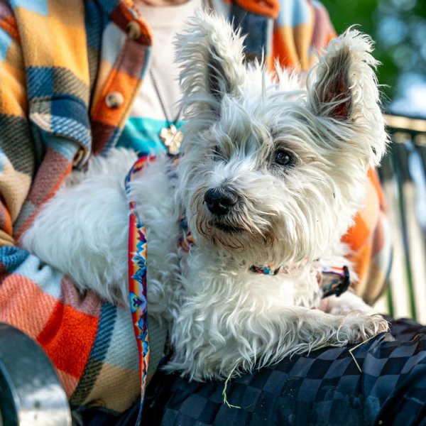 画像21: 【首輪】WOLF GANG /Mountain Vibes COLLAR (21)