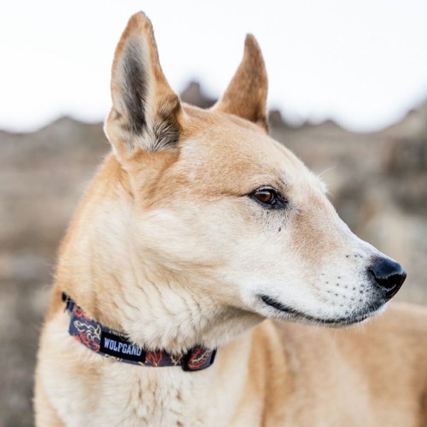 画像14: 【リード】WOLF GANG /Sand Flats LEASH (14)