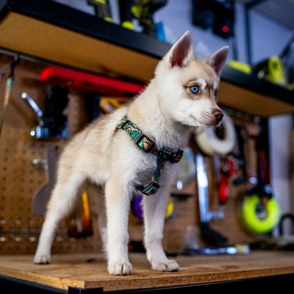 画像7: 【首輪】WOLF GANG /Wild Wolf COLLAR (7)