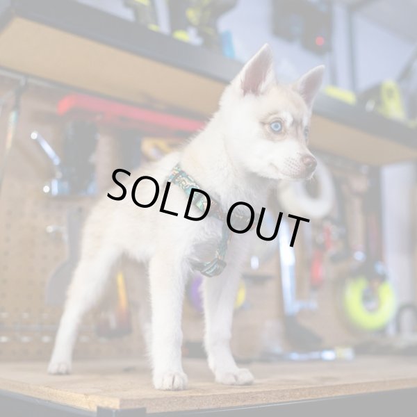 画像7: 【首輪】WOLF GANG /Wild Wolf COLLAR (7)