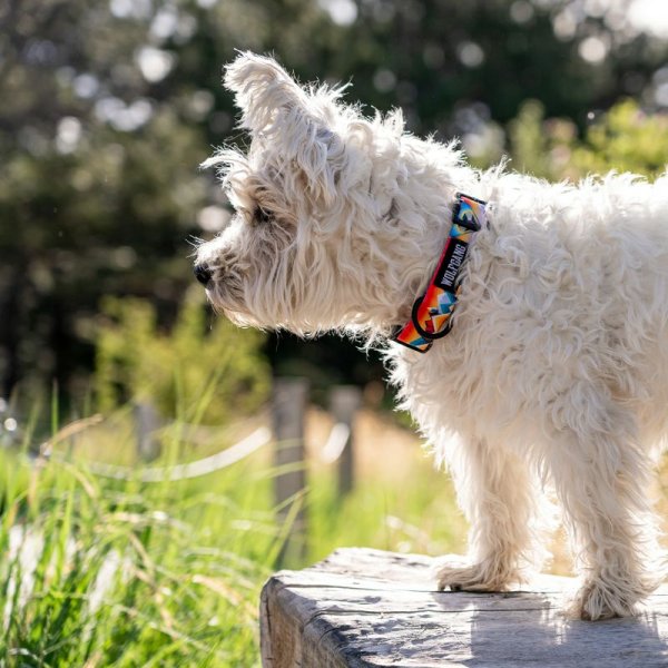 画像17: 【首輪】WOLF GANG /Mountain Vibes COLLAR (17)