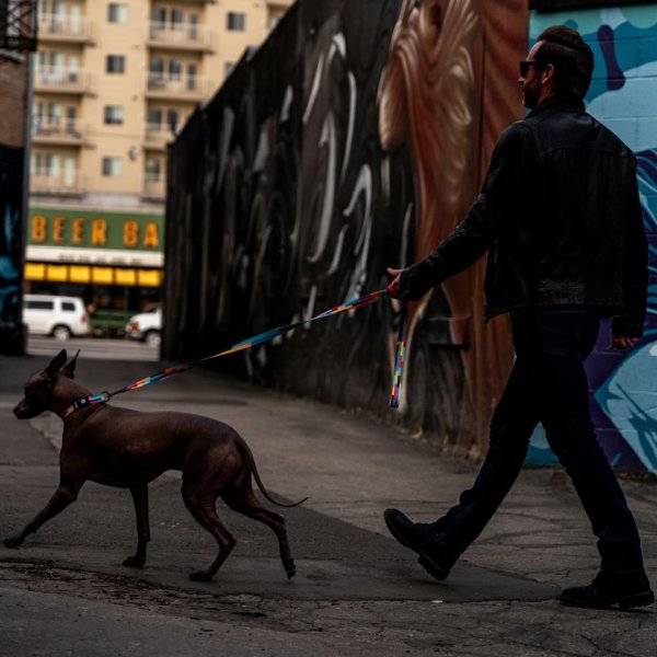 画像9: 【リード】WOLF GANG /Mix Tape LEASH (9)