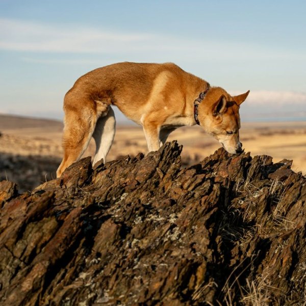 画像19: 【リード】WOLF GANG /Sand Flats LEASH (19)