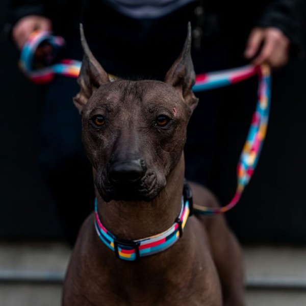 画像20: 【リード】WOLF GANG /Mix Tape LEASH (20)