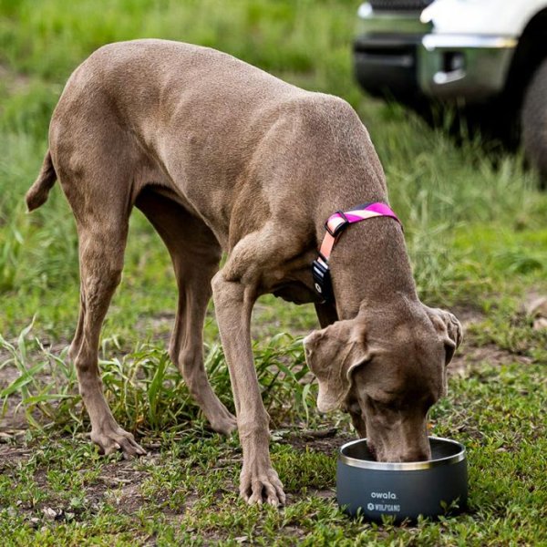 画像12: 【リード】WOLF GANG /Bone Yard LEASH (12)