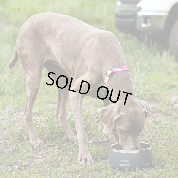 画像7: 【首輪】WOLF GANG /Bone Yard COLLAR (7)