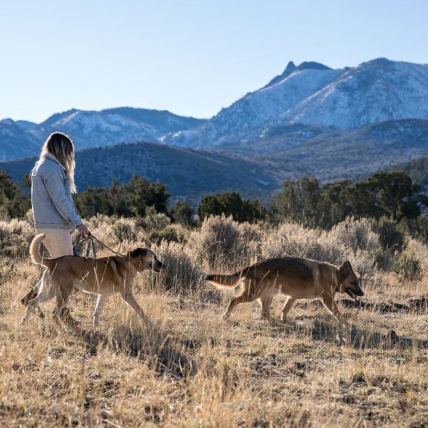 画像26: 【首輪】WOLF GANG /Wild Wolf COLLAR (26)