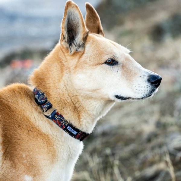 画像16: 【リード】WOLF GANG /Sand Flats LEASH (16)