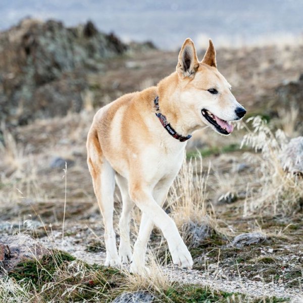 画像18: 【リード】WOLF GANG /Sand Flats LEASH (18)