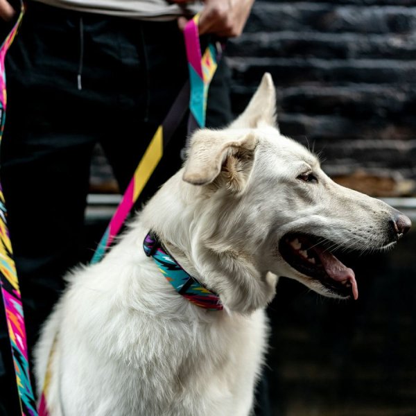 画像24: 【リード】WOLF GANG /Fuzzy Tails LEASH (24)