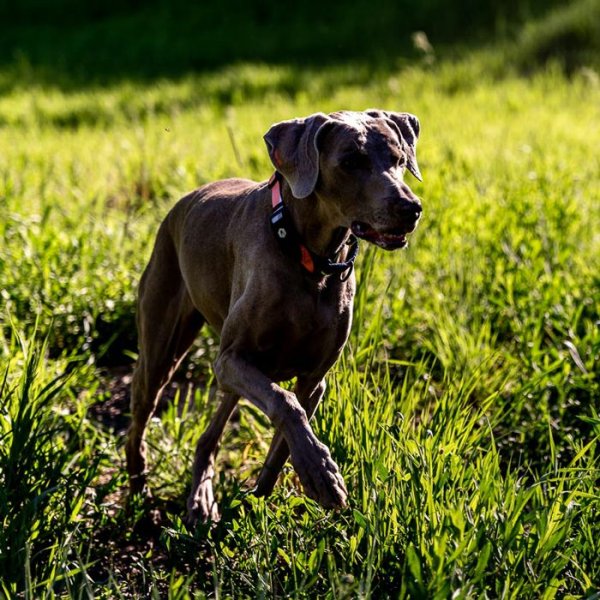 画像6: 【リード】WOLF GANG /Bone Yard LEASH (6)