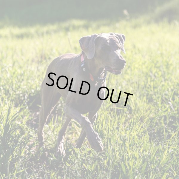 画像13: 【首輪】WOLF GANG /Bone Yard COLLAR (13)