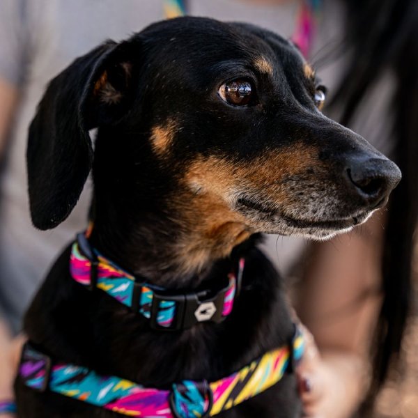 画像6: 【リード】WOLF GANG /Fuzzy Tails LEASH (6)