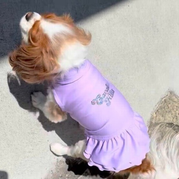 画像6:  Ｍサイズ・カラー限定 【残り1着】Cavasuits チアワンピ (6)