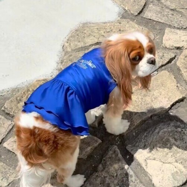 画像8:  Ｍサイズ・カラー限定 【残り1着】Cavasuits チアワンピ (8)