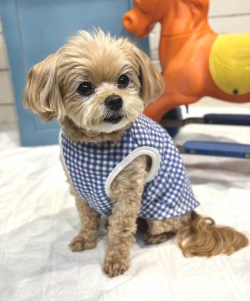 画像12: 【as know as de wan】Ｃ☆ギンガムＴＫ (12)