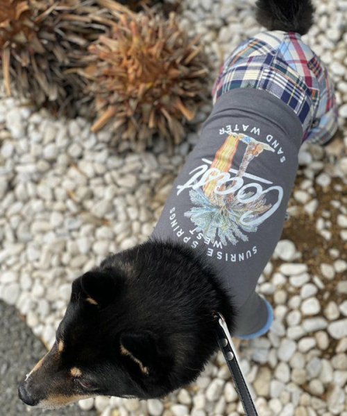 画像20: 【as know as de wan】Ｎ☆ＣパームシャツッＴ (20)