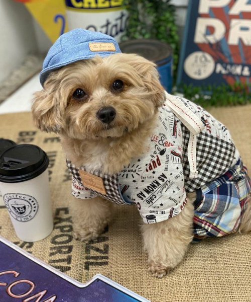 画像7: 【as know as de wan】ＮパッチワークＰＴ (7)