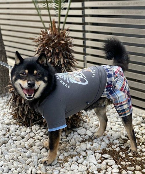 画像6: 【as know as de wan】ＮパッチワークＰＴ (6)