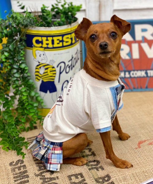 画像10: 【as know as de wan】Ｎ☆ＣパームシャツッＴ (10)