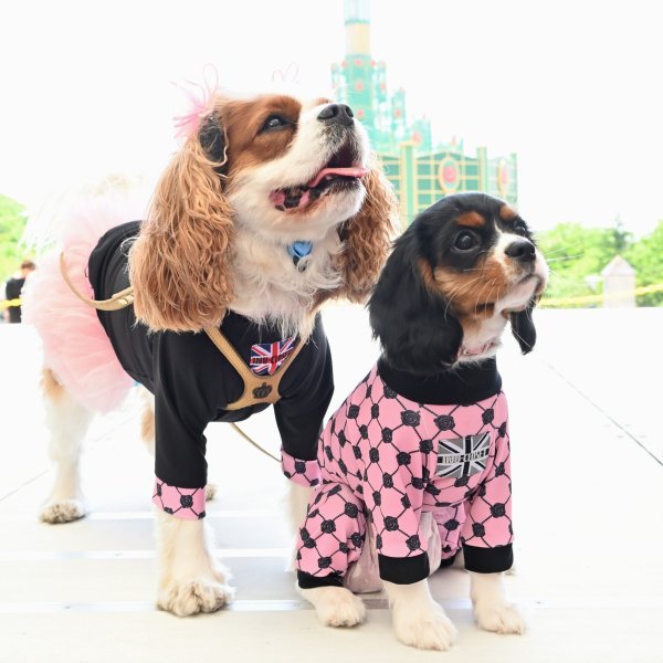 画像5: 	 ★9月新作★  【注文受付中】 【キャバスーツFRILL 】Wrapped in Roses（ラッピンローズ） (5)