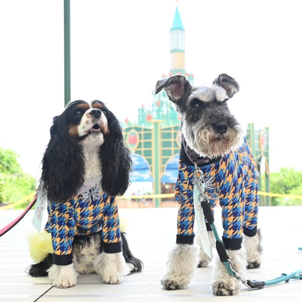 画像4:  ★9月新作★  【注文受付中】 【キャバスーツLIMITED 】Mother Land（マザーランド） (4)