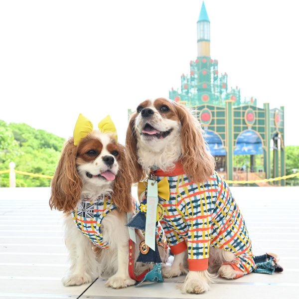 画像2:  6月新作 【キャバスーツ ワンピ】Canvas Check（キャンバスチェック） (2)