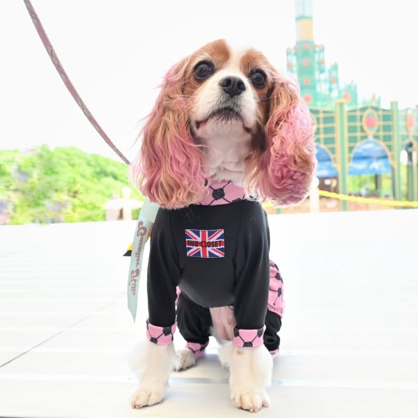 画像4: 	 ★9月新作★  【注文受付中】 【キャバスーツFRILL 】Wrapped in Roses（ラッピンローズ） (4)