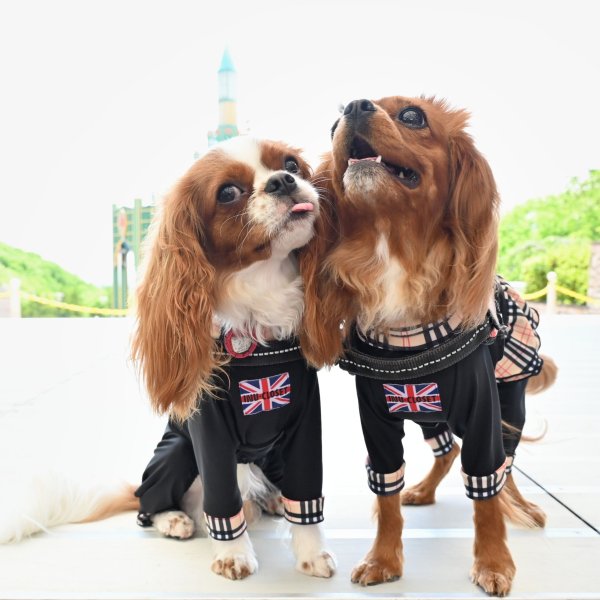 画像4:  ★9月新作★  【注文受付中】 【キャバスーツFRILL】Old Street（オールドストリート） (4)