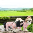 画像2:  6月新作 【キャバスーツ LIMITED】Fruits Basket（フルーツバスケット） (2)