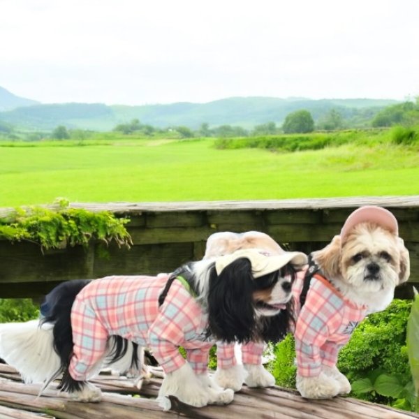 画像2:  6月新作 【キャバスーツ LIMITED】Fruits Basket（フルーツバスケット） (2)