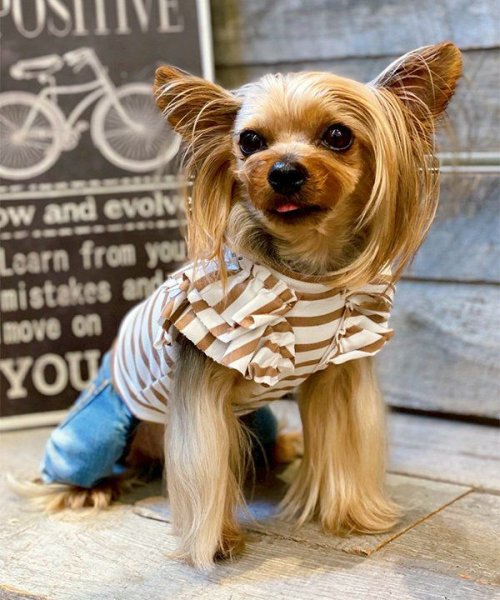 画像10: 【as know as de wan】ＮＣボーダーフリフリＴＫ (10)