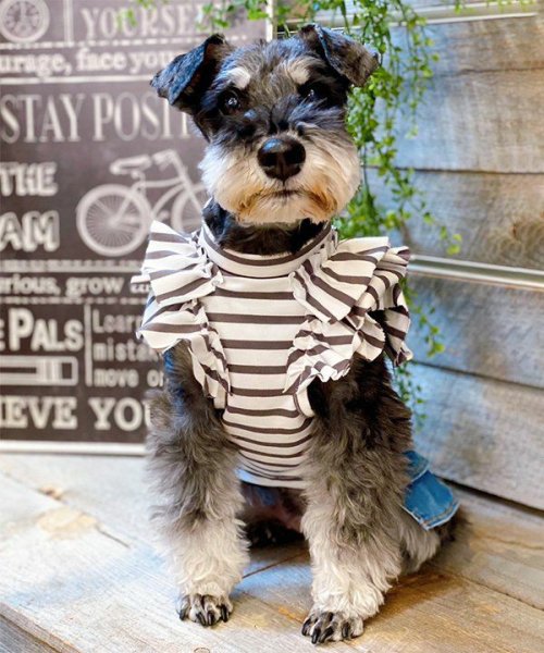 画像3: 【as know as de wan】ＮＣボーダーフリフリＴＫ (3)