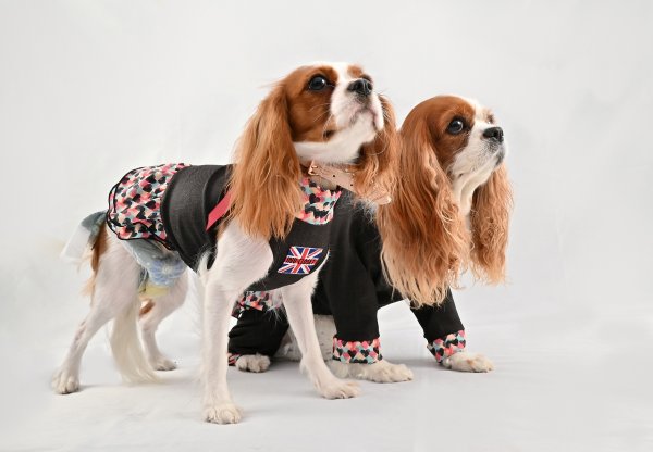 画像2:  【注文受付中】  4月新作 【キャバスーツ ワンピ】BITTER SWEET（ビタースイート） (2)